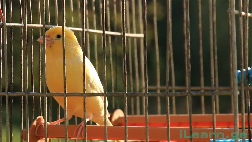 გერმანული ანეკდოტები - რომელი ჩიტია?